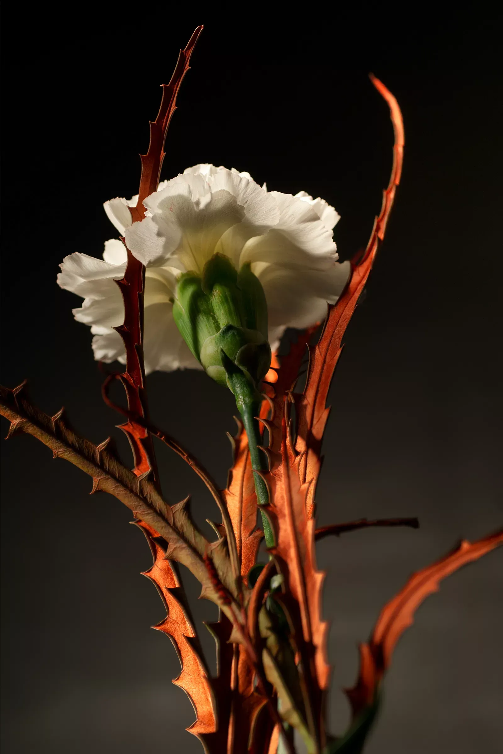 Product photography example